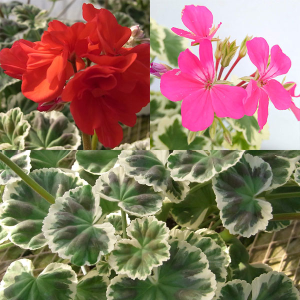 楽天市場】ゼラニウム 鉢（花の苗物｜苗物）：ガーデニング・農業<花