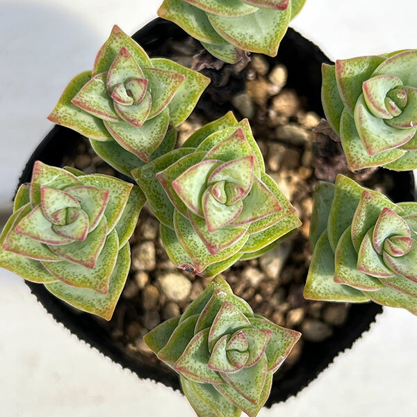 楽天市場】多肉植物 ブラックプリンスの通販
