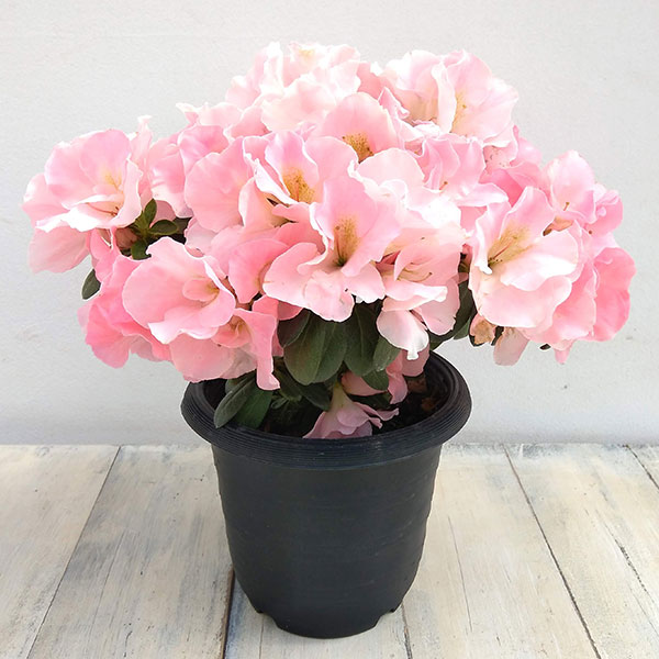 アザレア：ロマンスパール5号鉢植え