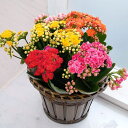 カランコエ:カランディバ 花色ミックス5.5号鉢植えカゴ入り(ダークブラウン)