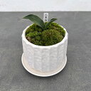 観葉植物/オモト(万年青):お多福 ・鉢植え/リベロ白マットS・皿付