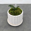 長寿草のオモト 観葉植物/オモト（万年青）：お多福 ・鉢植え／リベロ白マットS・皿付