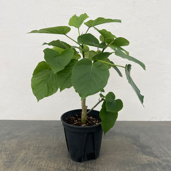 観葉植物/[サマーセール]フィカス：ウンベラータ 5号鉢植え