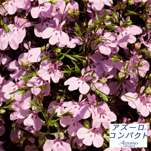 草花の苗/ロベリア：アズーロコンパクトピンク3.5号ポット(R) 6株セット