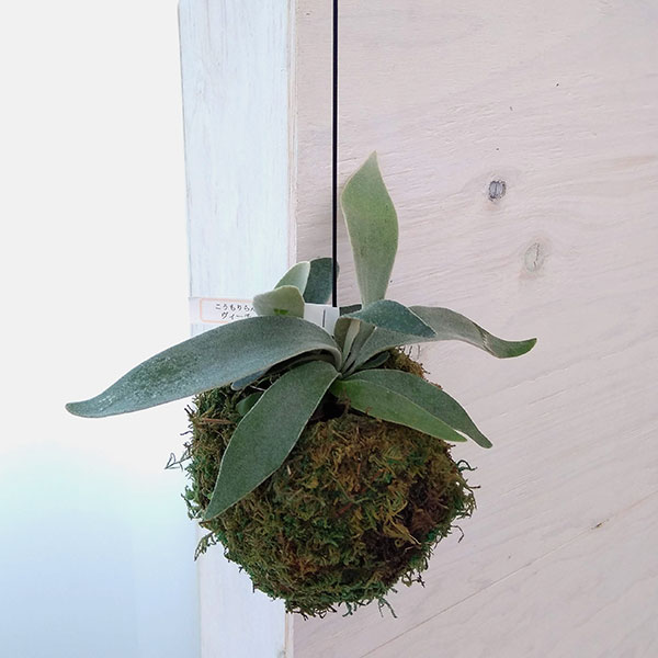 観葉植物/ビカクシダ（コウモリラン）：ベイチー 苔玉仕立て