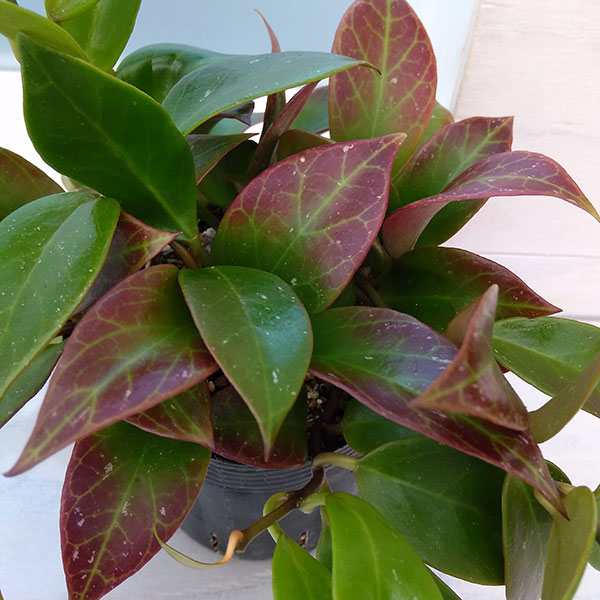 観葉植物/ホヤ：オブスクラ　3.5号ポットのサムネイル