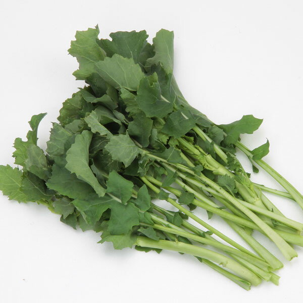 野菜の苗/絶品かき菜：宮内菜の苗10連カットパック入り（10株分）