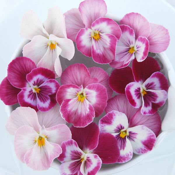 草花の苗/[送料無料]うえたコレクションビオラ：スイートラブ3.5号ポット 24株セット