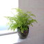 観葉植物/アジアンタム:フラグランス5号鉢植え(メタルキアン スカイバーン鉢カバー) 9,572円