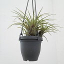 観葉植物/フリーセア:フランメア 3.5号吊り鉢
