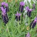草花の苗/(わけあり特価)ラベンダー:ラヴェアンナ グランドパープル3.5号ポット