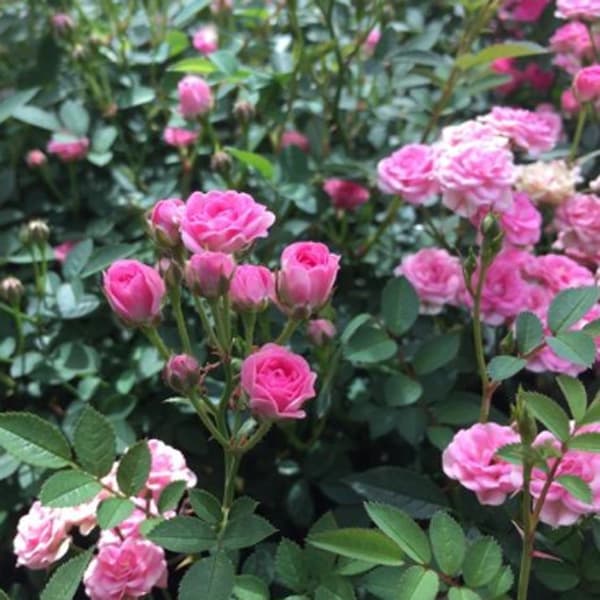 ミニバラ：ミサキ3号ポット