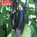 野菜の苗/(わけあり特価)ナス(中長なす):たくさん中長なす3号ポット 2株セット