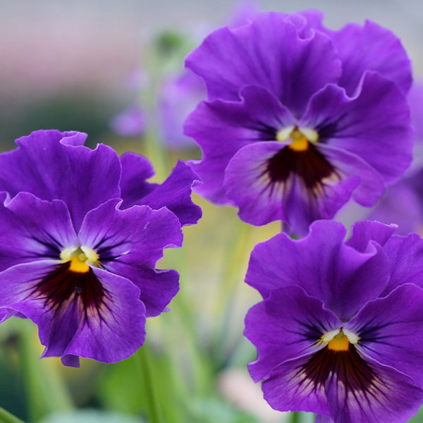 草花の苗/[送料無料]MSKガーデン小輪フリンジビオラ：アールヌーボーパープル（ブルー）（アソート）3号ポット24株セット