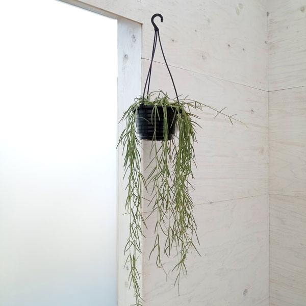 ホヤ 観葉植物/ホヤ：リネアリス　4号吊り鉢