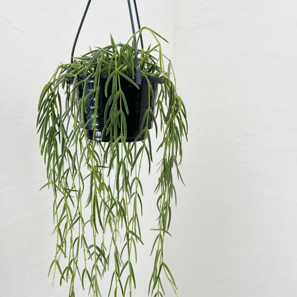 観葉植物/ホヤ：リネアリス4号吊り鉢のサムネイル