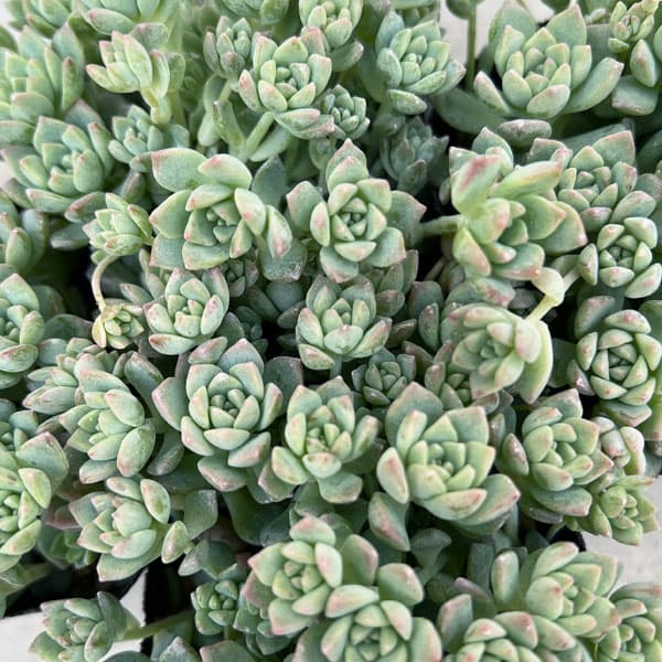 観葉植物/セダム：プロリフェラ3号ポットのサムネイル