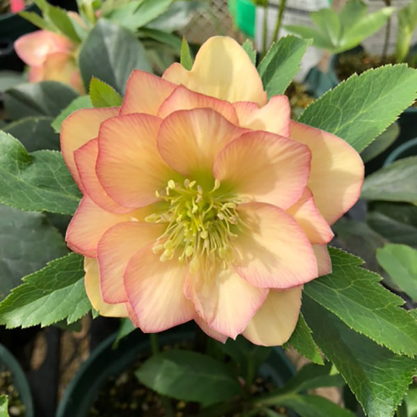 クリスマスローズ：花梨（かりん）5号ポット