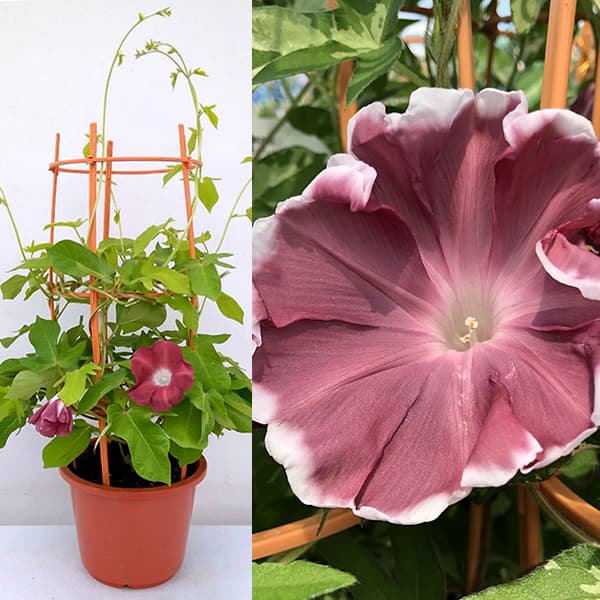 アサガオ（朝顔）：団十郎（だんじゅうろう）6号鉢植えのサムネイル