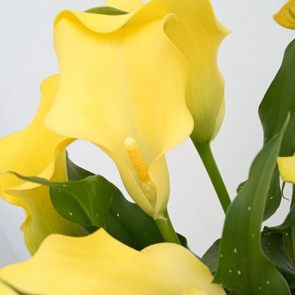 カラー：イエロー（キャプテンソロなど）5号鉢植え