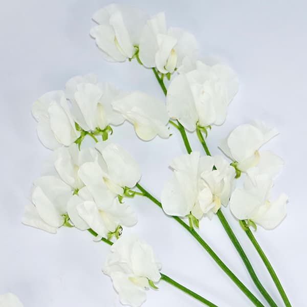 草花の苗/スイートピー：ホワイト（No.5）3号ポット 2株セット