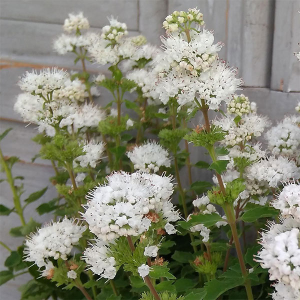 ダンギクの商品画像