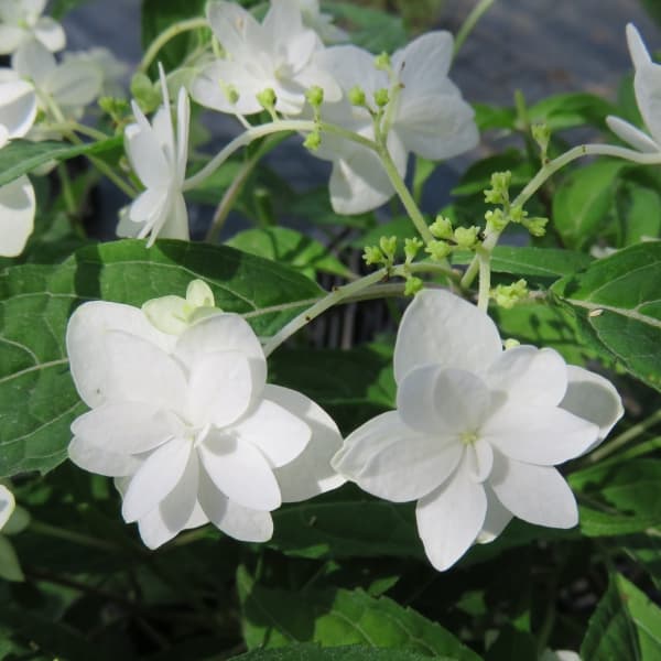 花木 庭木の苗/ヤマアジサイ：シロフジ（白富士） 4号ポット