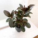 観葉植物/フィカス:メラニー 5号鉢植え