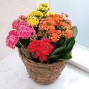 カランコエ:カランディバ 花色ミックス5.5号鉢植えカゴ入り(ブラウン)