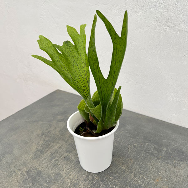 観葉植物/ビカクシダ：（コウモリラン）：グランデ 4号鉢入り