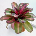 観葉植物/ネオレゲリア:マルモラータ 4号
