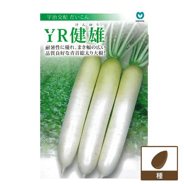 大根：YR健雄（けんゆう）[ダイコンのタネ]