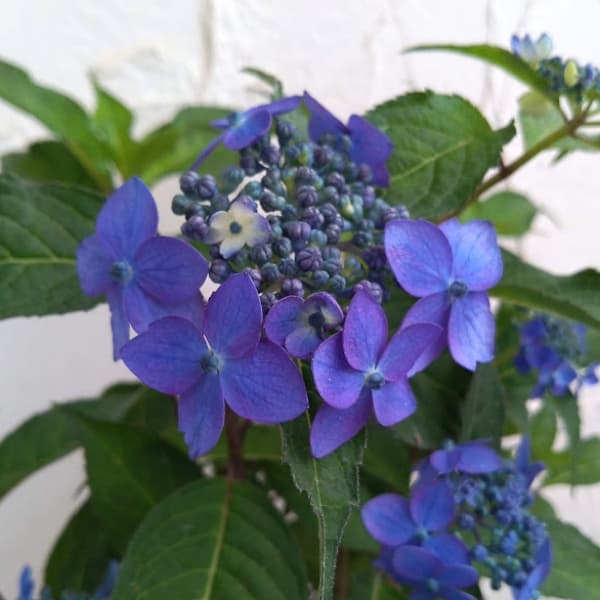 花木 庭木の苗/ヤマアジサイ：藍姫（アイヒメ）4.5号ポットのサムネイル