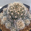 観葉植物/ロビビア:スキリアナ 3号鉢植え