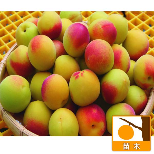 果樹の苗/ウメ（梅）：薫南高（かおりなんこう）4〜5号ポット