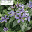 草花の苗/ニチニチソウ:フェアリースターブルー3号ポット6株セット(R)