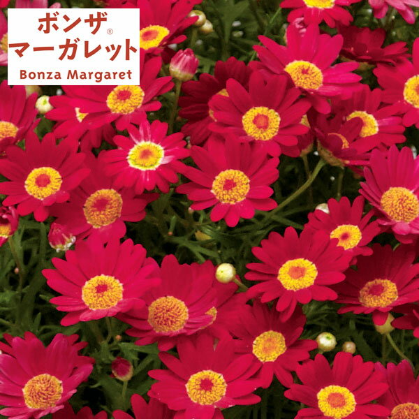 草花の苗/ボンザマーガレット：チェ...
