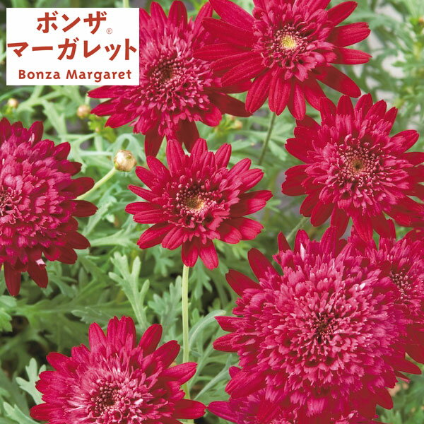 草花の苗/ボンザマーガレット：ルビー3.5号ポット12株セット(R)