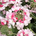 バーベナ:ピンクパフェ 5号鉢植え