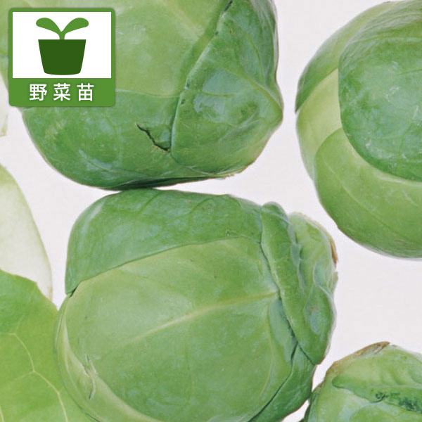 野菜の苗/芽キャベツ：グリーンスター3号ポット 2株セットy