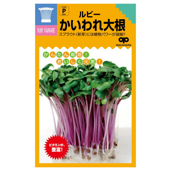 タネ・小袋 カロチンやビタミンたっぷり！モヤシの種（スプラウト栽培用）：ルビーかいわれ[タネ]スプラウト（モヤシ）栽培用の野菜の種です。四季を通じていつでもどこでも栽培できるスプラウト。ルビーかいわれはかいわれ大根の中まで、茎が赤色です。カロチンやビタミンC、ビタミンKを多く含みます。抗酸化、抗菌作用があり、よく噛んで食べると酵素反応が活発化して効果が増します。まき時：通年発芽適温：20〜25度収穫期：種まきから1週間〜10日後　種数：30ml用途：サラダなど種まき：容器の底にスポンジやキッチンペーパーなどを敷き、しっかり濡れるまで水を入れ、その上に種子が重ならないようにまきます。暗い場所に置き、種がしっとり濡れるまで霧吹きなどで水を与えます。根が張れば、直接容器に水を注ぎ、毎日取り替えます。育て方：5〜6cm程度に伸びたら、日当りのよい窓際などに置き、日光を当てて緑化させます。緑化させると栄養価もアップします。1週間から10日ほどで収穫できます。モヤシの種（スプラウト栽培用）：ルビーかいわれ[タネ]の栽培ガイドスプラウト（もやし）栽培梅雨時、暑い季節のもやし（スプラウト）管理法種まきの方法：容器の選び方種まきの方法：色々なタネ