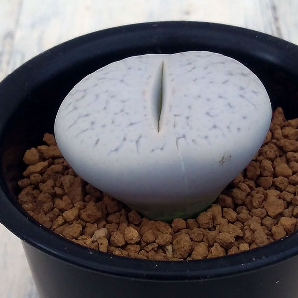 リトープス ボルキーの商品画像