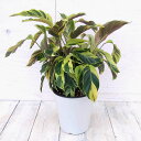 観葉植物/(わけあり特価)カラテア:タイビューティ 5号鉢植え