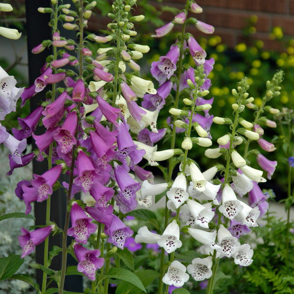 草花の苗/ジギタリス：フォクシーミックス3号ポット