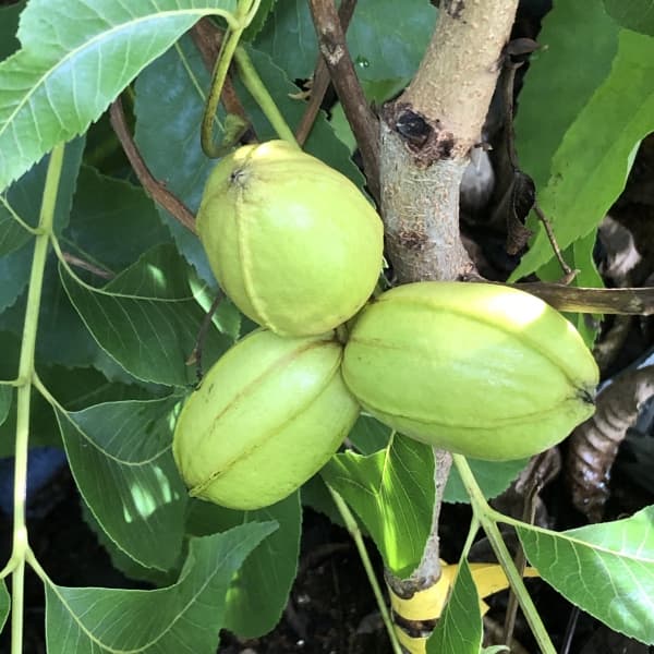 果樹の苗/ペカンナッツ：デザイラブル7号ポット