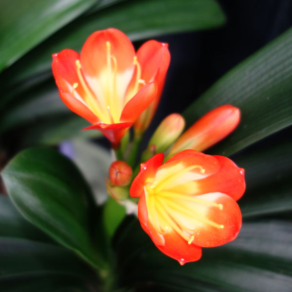 クンシラン：紅陽（コウヨウ）5号鉢植え