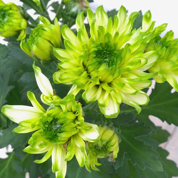 草花の苗/ポットマム：ノバライム3.5号ポット