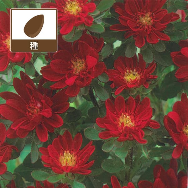 アスター：トゥモロースカーレットの種[タキイ 花タネ]