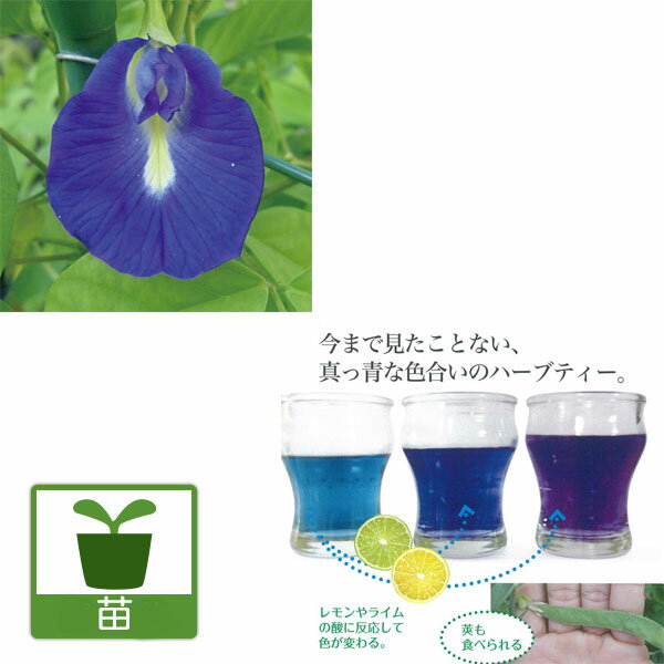 青い花をティーに！沖縄産のつる性植物 莢が食用になる 苗ハーブの苗/バタフライピー（一重咲き）3号ポット 6株セットバタフライピーはマメ科のつる性多年草。夏の暑さに強く、次々に生長し花を咲かせます。鮮やかなブルーの花を使ったハーブティーは真っ青のきれいな色になり人気です。沖縄旅行で味わった方も多いのではないでしょうか？この花の成分にはアントシアンが多く含まれており、健康や美容に役立つハーブティーとして話題になっています。乾燥させた花を直接煮だしてお茶にしてください。レモンやライムを加えたり、蜂蜜を入れてソーダで割ったりしておいしく頂けます。また、花のあとにできるさや（莢）もエンドウマメのように食べられます。まれに八重が咲く株がある場合があります。多年草ですが、寒さに弱いため日本では1年草扱いになります。タイプ：マメ科クリトリア（チョウマメ）属の非耐寒性つる性多年草（日本では1年草扱い）学名：Clitoria ternatea原産地：東南アジア草丈：100〜300cm（つる性）開花期：6〜10月用途：花壇、鉢植え（行灯仕立て）日照：日なた栽培方法：日当たりの良い環境でよく育ちます。草丈が10cm位になりましたら、芽の先端を摘芯すると、下の方から数本、わき芽が伸びてくるので、わき芽がある程度伸びたら先端を摘芯します。枝数を増やし株のボリュームを出します。枝数を多くなるとそれだけ花の数も増えます。つるが伸びてきたら早めにフェンスや支柱に絡ませてください。土の表面が乾いたらたっぷりと水やりします。夏は乾きやすいので注意します。写真は成長時（開花時）のイメージですが、お届けの際は苗の状態です。★つるが伸びやすいので、つるの先を剪定してお届けする場合もあります。バタフライピー（一重咲き）3号ポット 6株セットの栽培ガイド11月のハーブのお手入れ10月のハーブのお手入れ9月のハーブのお手入れ8月のハーブのお手入れ28月のハーブのお手入れ7月のハーブのお手入れ12月のハーブのお手入れ2月の野菜・ハーブ類のお手入れ3月のハーブのお手入れ4月のハーブのお手入れ5月のハーブのお手入れ6月のハーブのお手入れ2ハーブの育て方