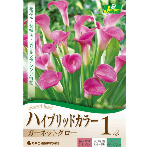 小型 春植え球根 花壇・鉢植えで栽培できる畑地性カラー球根/ハイブリッドカラー：ガーネットグロー（ピンク）1球入り従来の品種に比べ、草丈が高く生育の良い品種です。花に見えるのは葉が変形した苞で、その中心部に花をつけます。花壇や鉢植え、コンテナ等の寄せ植えに最適です。切り花としても利用できます。タイプ：サトイモ科の非耐寒性球根植物植付け適期：3月〜5月開花時期：7月〜8月草丈：60〜70cm用途：庭植え・花壇・切花・鉢植え栽培方法日当たり・水はけのよい土に深さ2〜4cmに植えつけます。複数の球根を植える場合は20cmくらい間隔をあけてください。植付け後はたっぷりと潅水し、以後は乾燥気味に育てます。肥料を好みますので随時追肥しますが、与えすぎると病虫害が発生しやすいので控えめに育てます。花後は花柄をつんで追肥し、葉を茂らせて翌年のために球根を太らせてください。年々増えて楽しめます。写真は成長・開花時のイメージです。カラーの球根1球の開花数について：栽培1年目の開花数は1本から、多くても3本程度です。その後、上手に肥培管理すれば、翌年で1株に5〜6本くらいは開花します。年々株が太って花数が増えていきます。 ハイブリッドカラー：ガーネットグロー（ピンク）1球入りの栽培ガイド秋植え球根のダブルデッカー植え球根の植付け秋植え球根